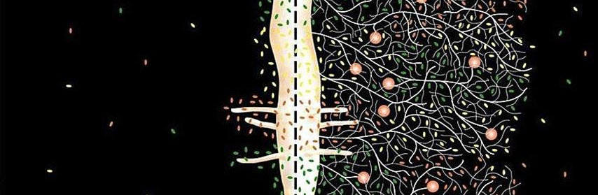 mycorrhiza